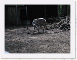 Dierentuin Burgers  Zoo 009 * 3648 x 2736 * (5.68MB)